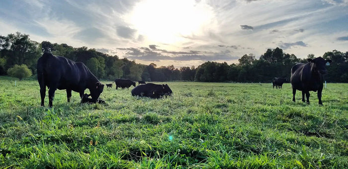 Calving Season's In the Books: A Look Back at Spring on the McBee Farm