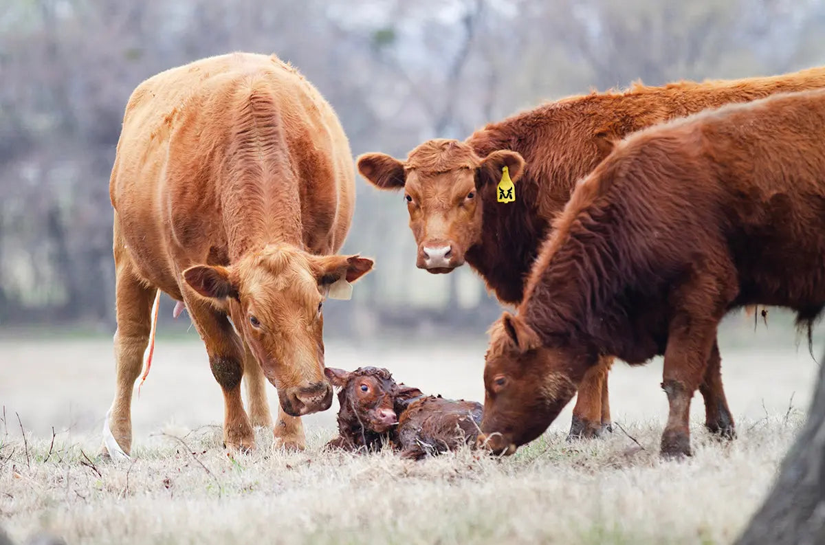 Calving-Season-Has-Arrived McBee Farm & Cattle Co