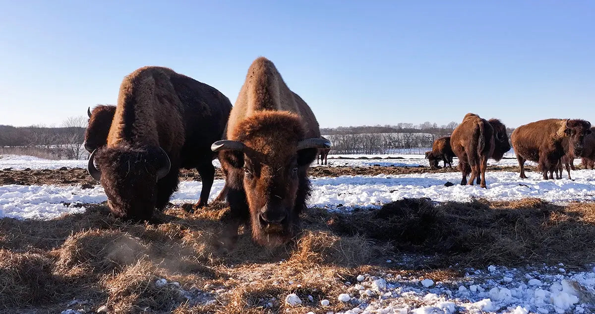 Battling-the-Cold-Here-in-Missouri McBee Farm & Cattle Co
