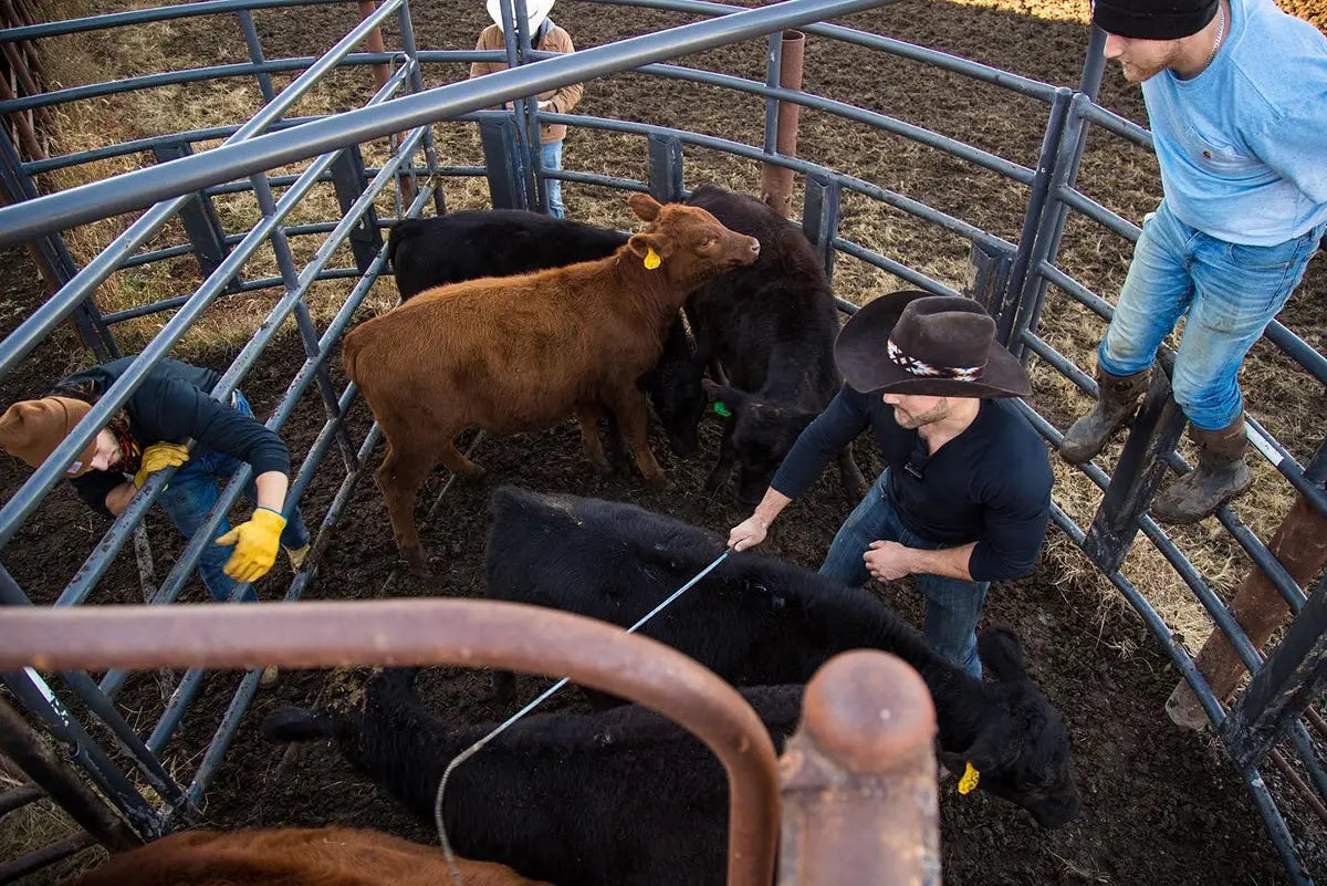 Weaning Season and the Hay Count: How We Set Up for Winter