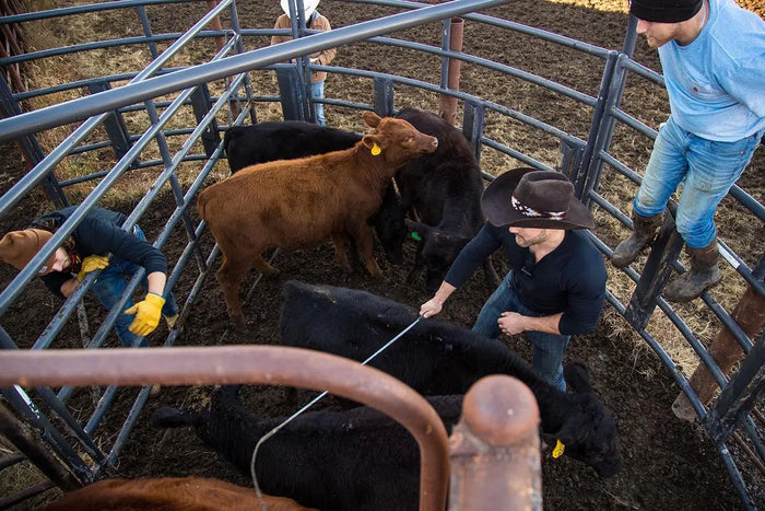 Weaning Season and the Hay Count: How We Set Up for Winter