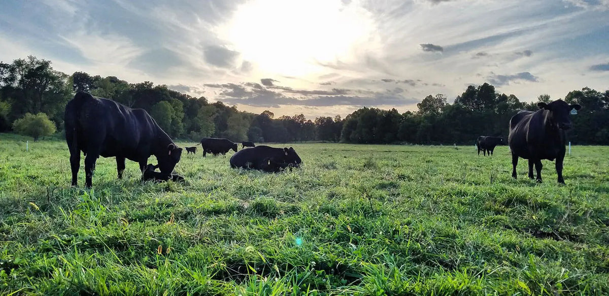 Calving Season's In the Books: A Look Back at Spring on the McBee Farm
