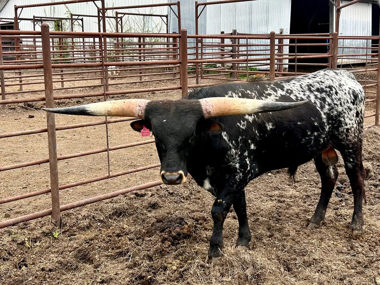 Will-Bull-Cephus-Break-the-100-Inch-Barrier McBee Farm & Cattle Co