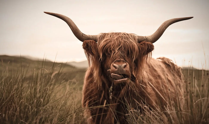 We Just Transferred 30 Highland Embryos. Here's Why.