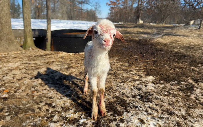 From the Farm: Lambing Season is in Full Swing